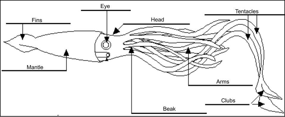 squid diagram.jpg