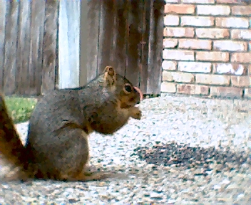 squirrel_4.jpg