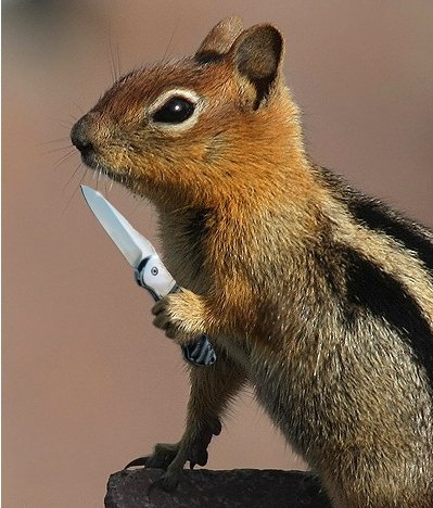 squirrel_knife.jpg