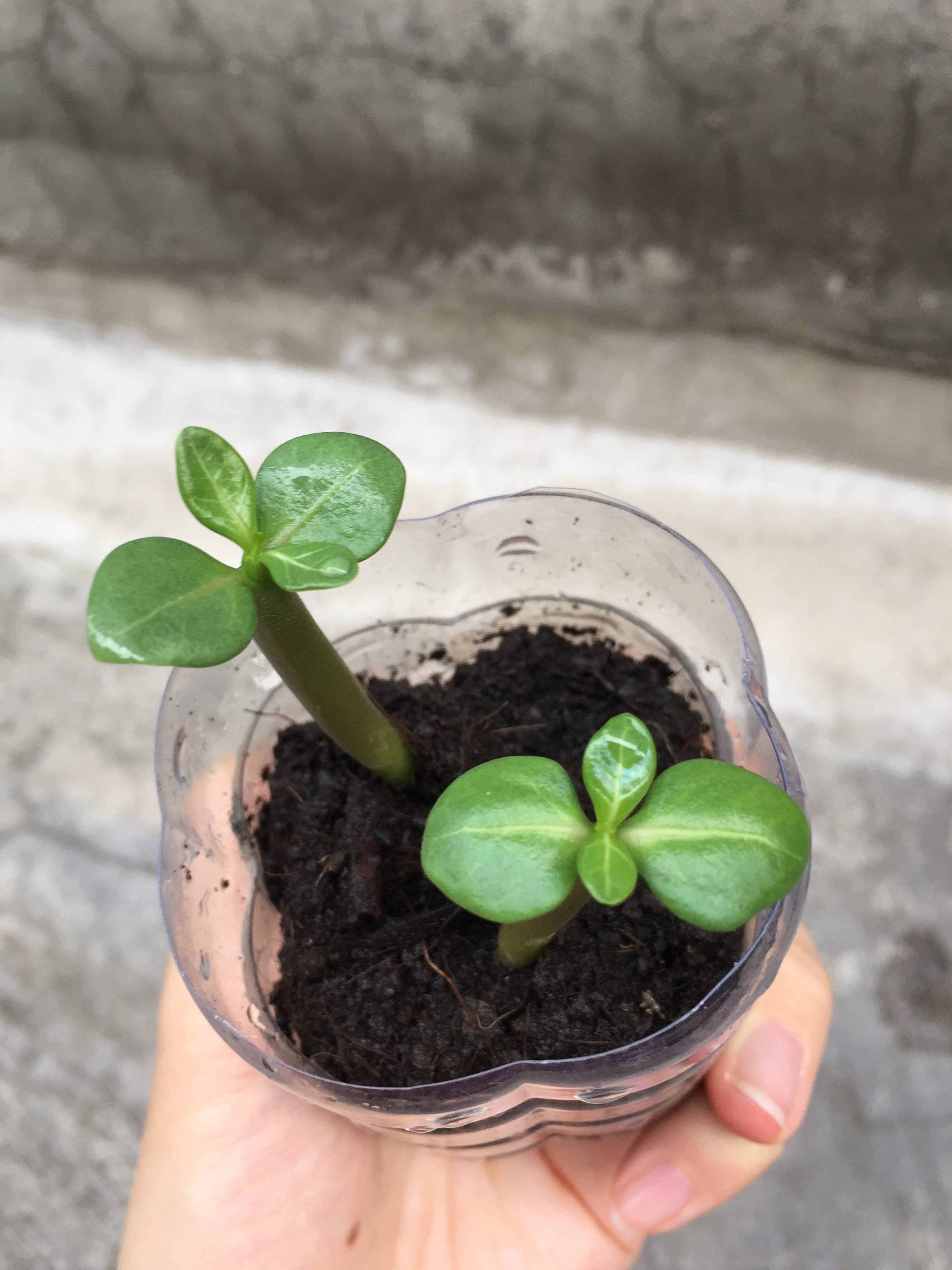 start-desert-rose-seeds.JPG