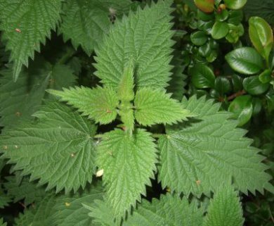 stinging-nettle-1.jpg