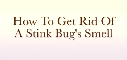 stinkbug.PNG