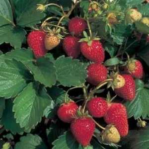 strawberry-plant2.jpg