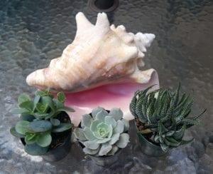 succulents_seashell.jpeg