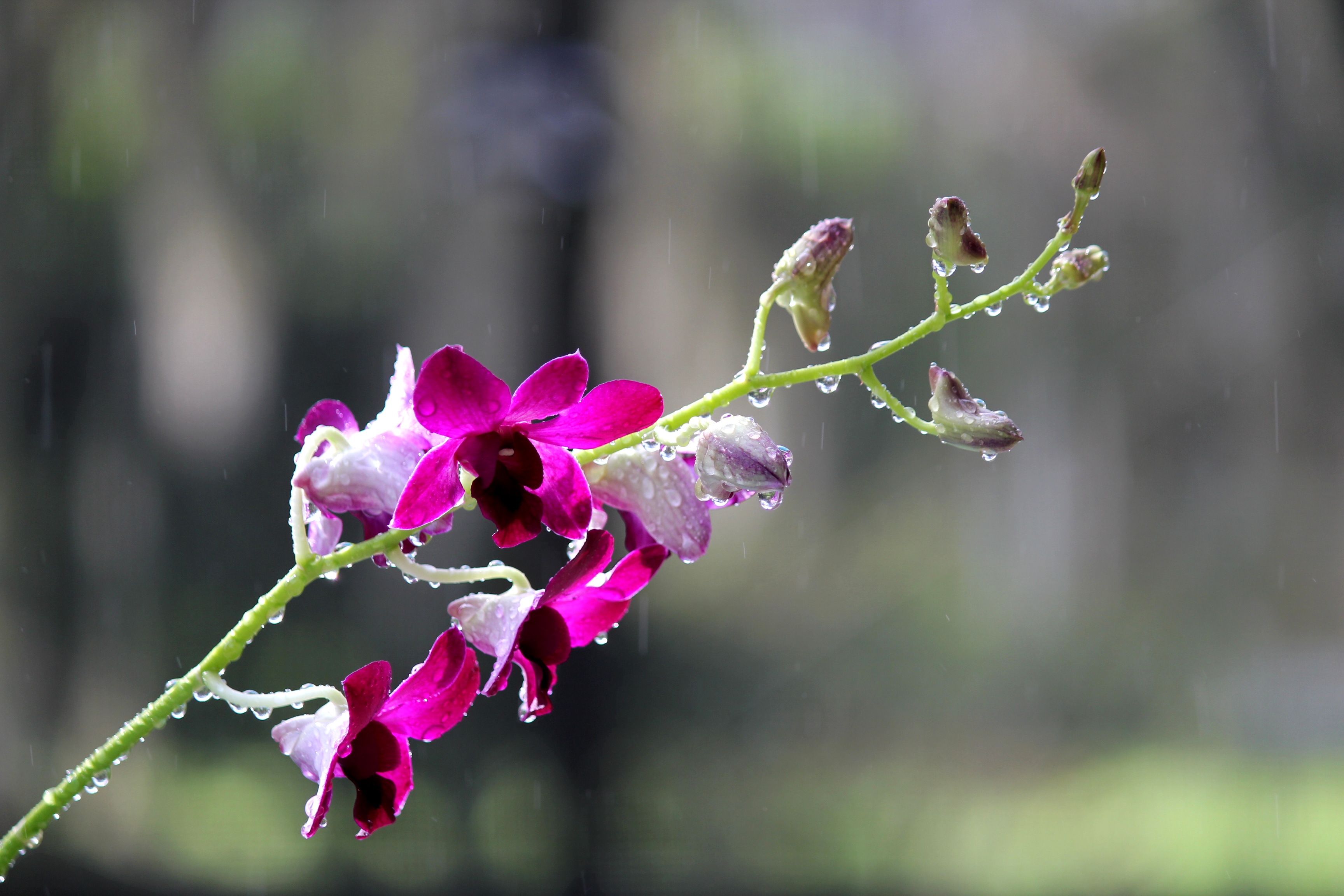 sun shower on flowers.jpg