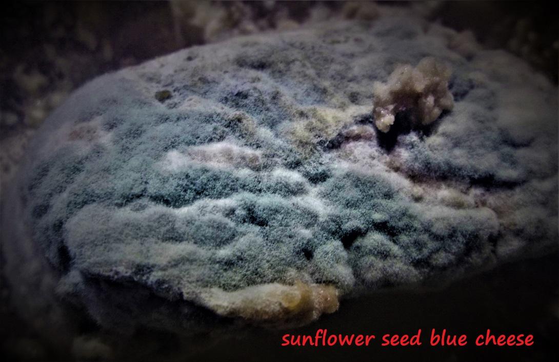sunflower seed blue cheese.JPG