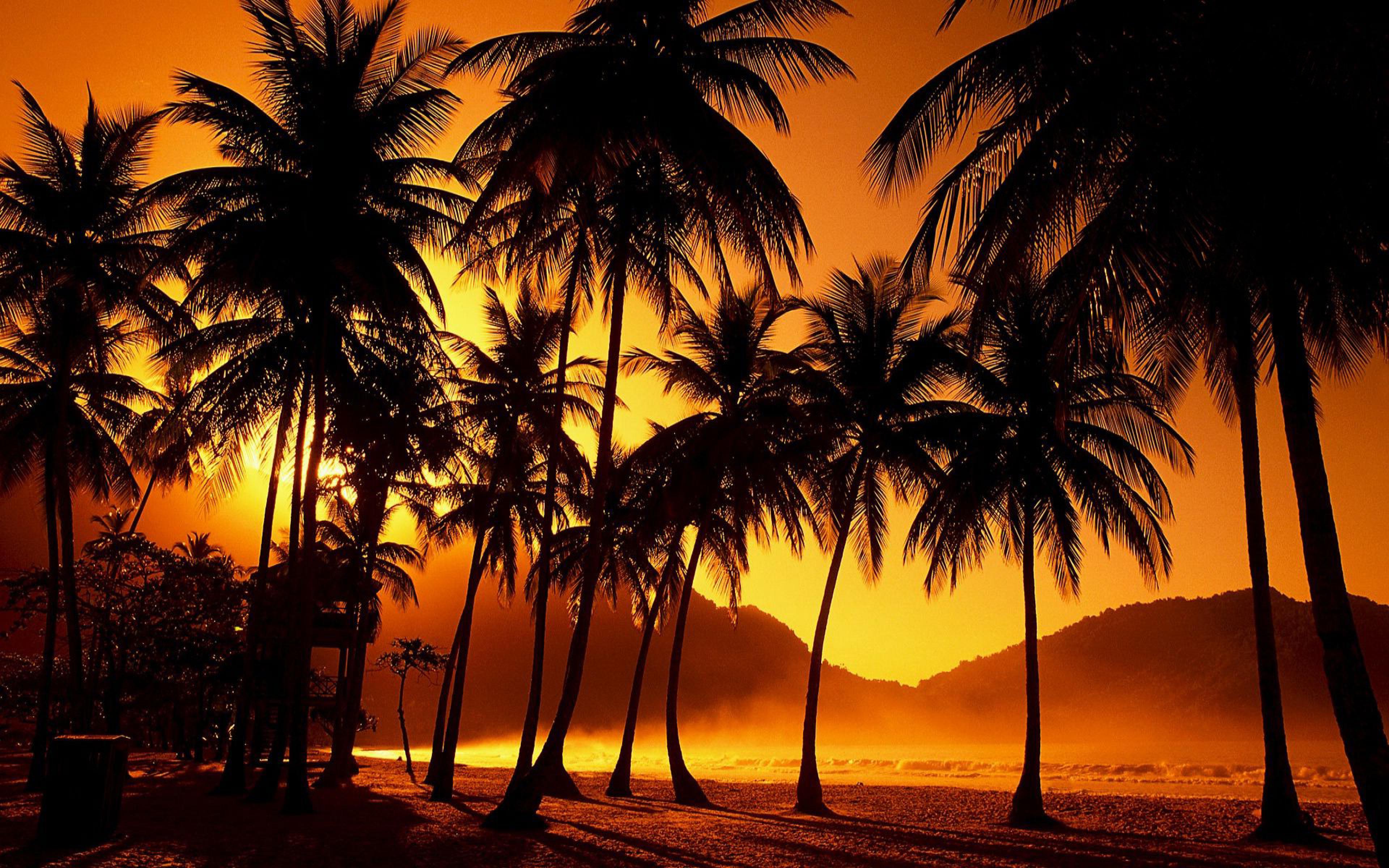 sunset-palms-wallpaper-1.jpg