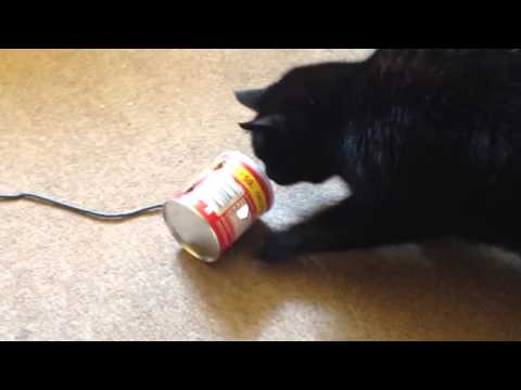 super simple cat treat disp