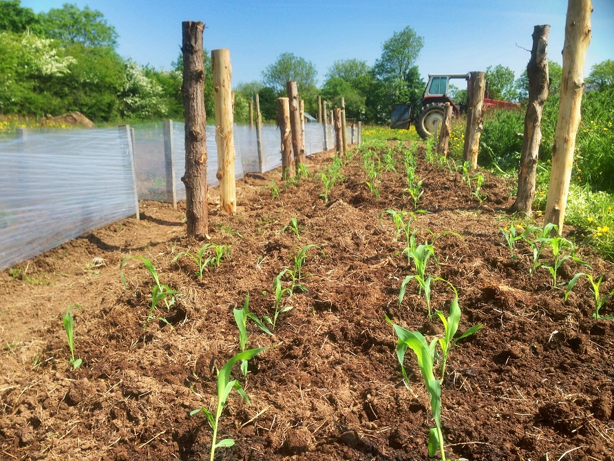 sweetcorn 01 small.jpg