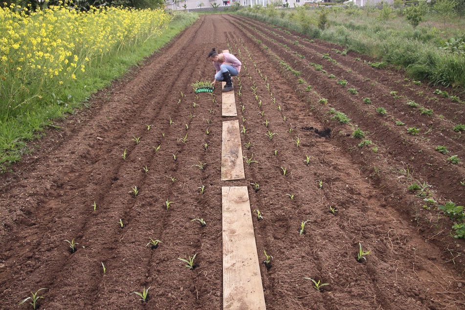 sweetcorn planting.jpg