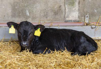 tagged calf.jpg