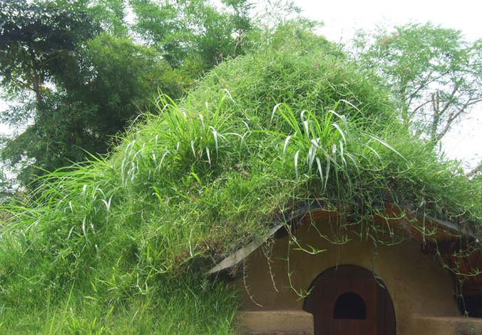 tall grass on dome.jpg