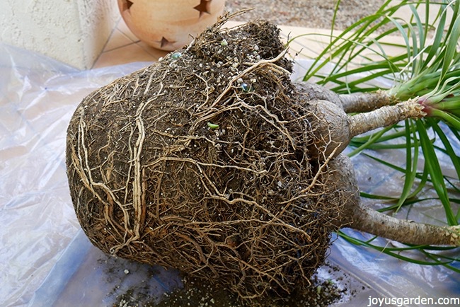 the-root-ball-of-a-ponytail-palm_new.jpg