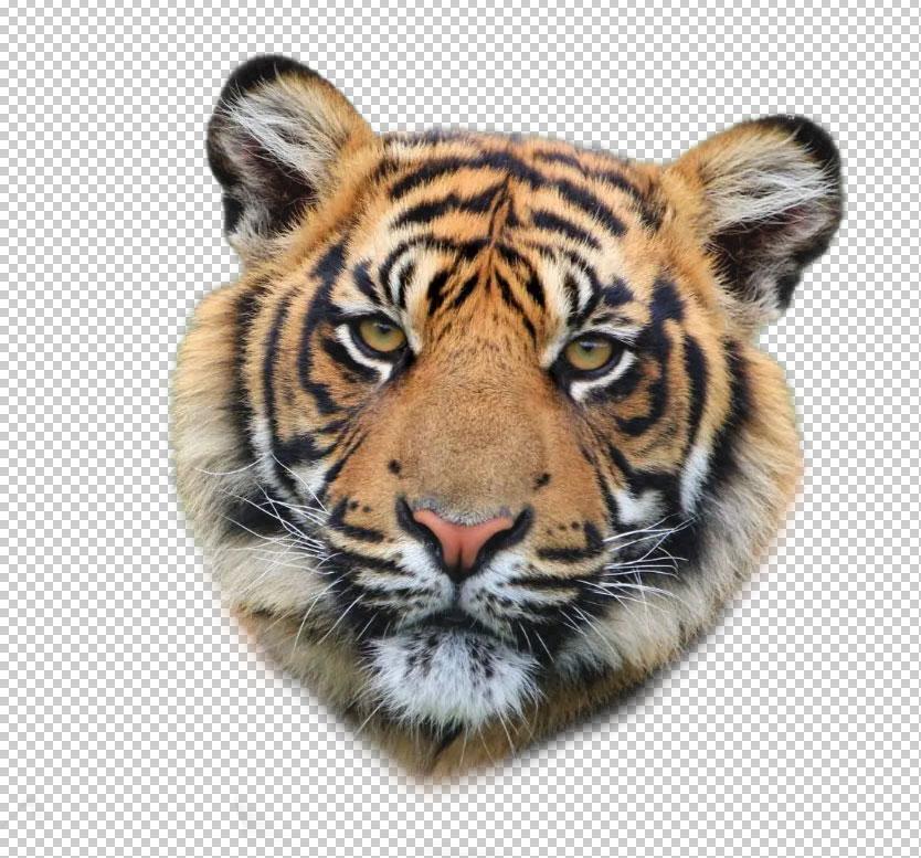 tiger-png.jpg