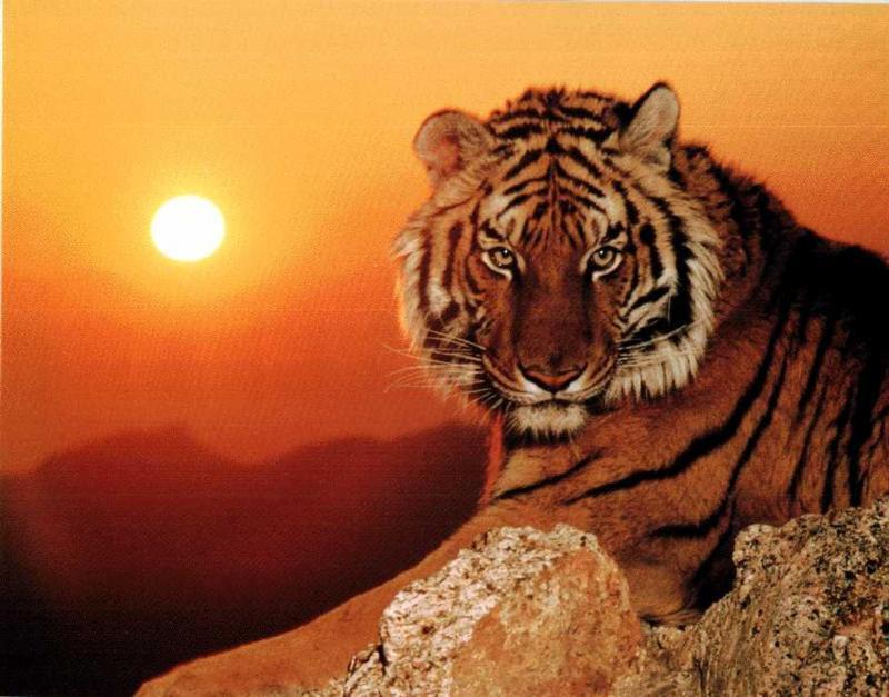 tiger_sun800x627.jpg