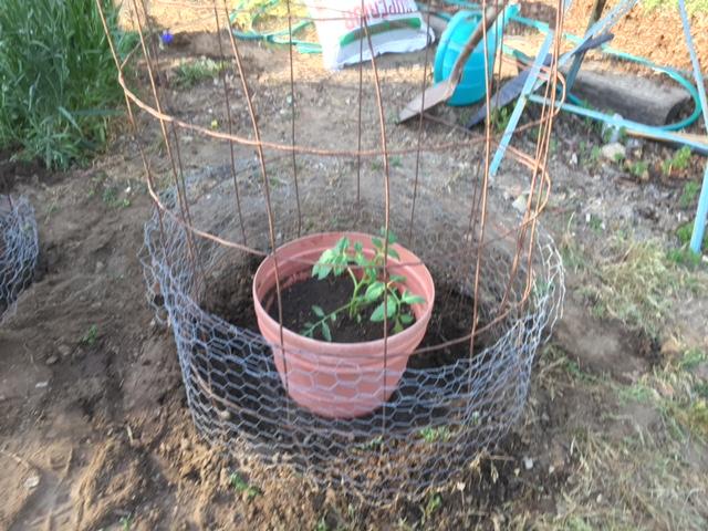 tomato cage.JPG