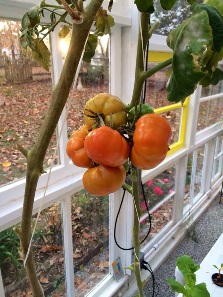 tomato cluster.jpg