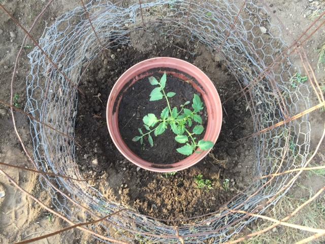 tomato protected planting.JPG