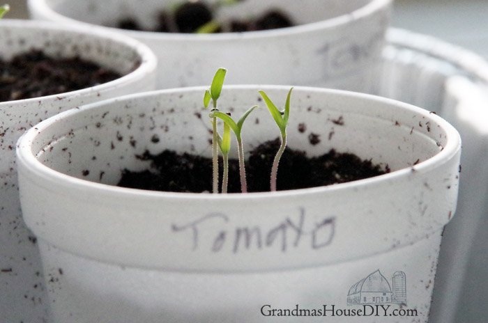 tomato-seedlings-grow.jpg