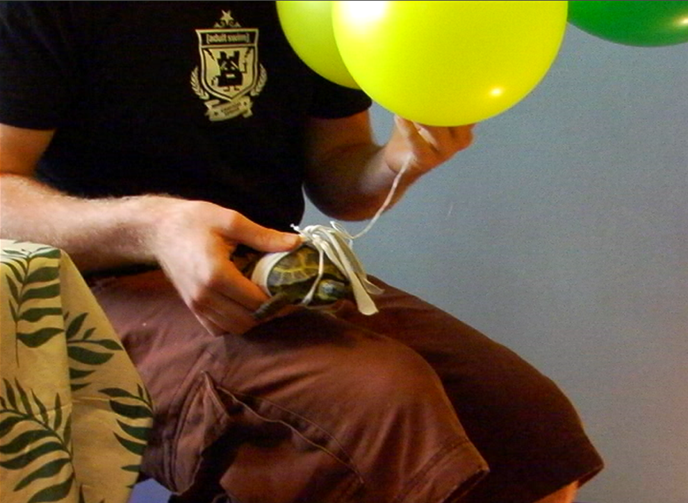 tortoise balloons.PNG