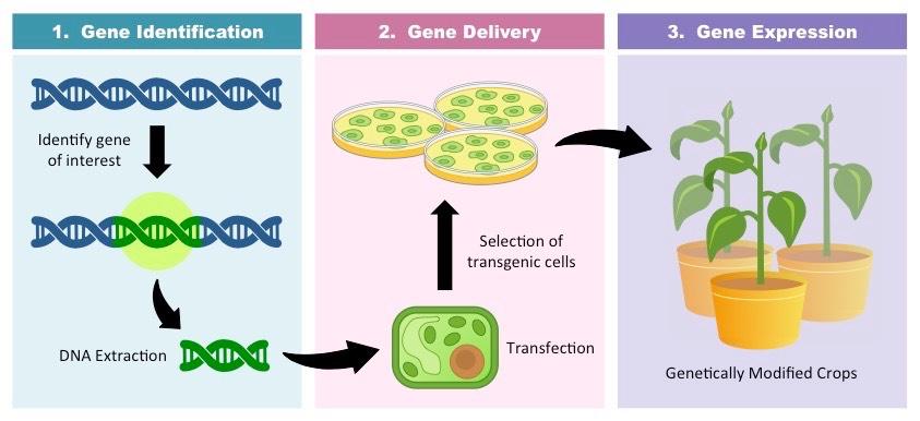 transgenic-crops_med.jpg