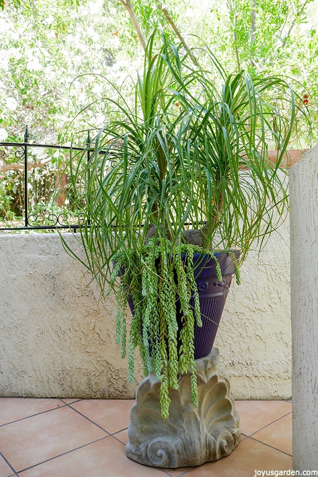 transplanting-a-large-ponytail-palm_new.jpg