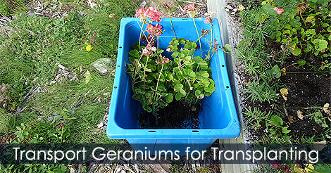 transport-geraniums.jpg