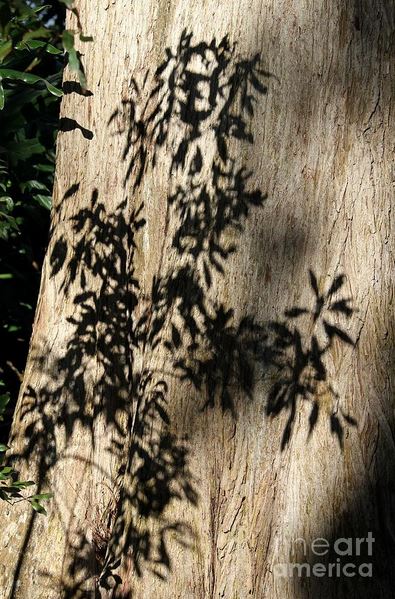 tree shadows.JPG