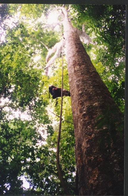 tree_climbing_1.jpg