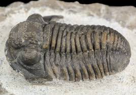 trilobite fossil.jpg