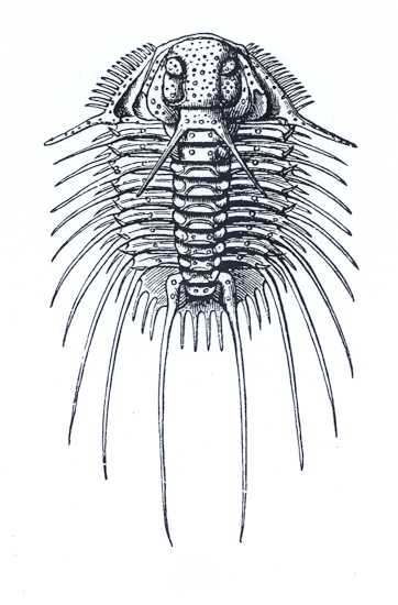 trilobite.gif