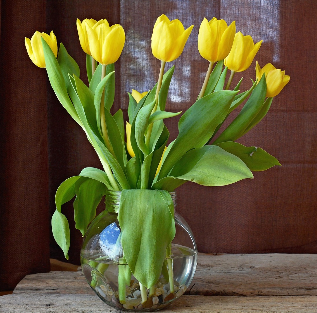 tulips-719365_1280.jpg