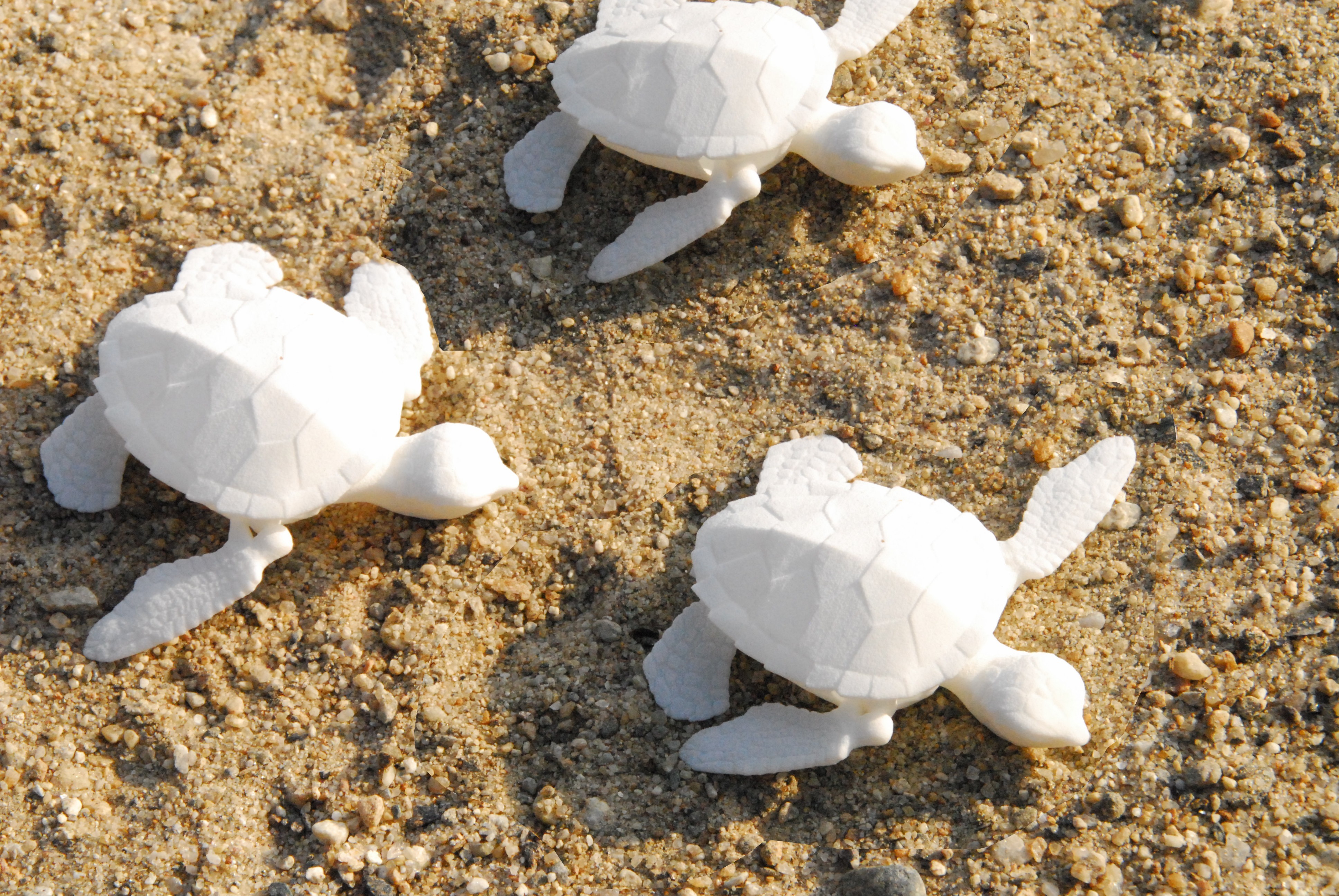 turtles.JPG