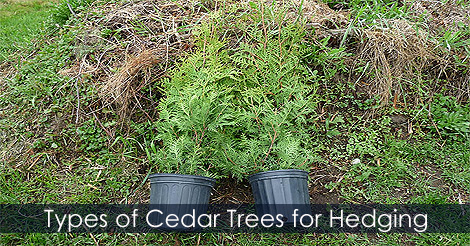 types-of-cedar-trees.jpg