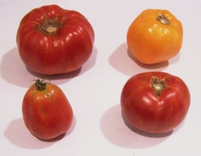 types_of_tomatoes.jpg