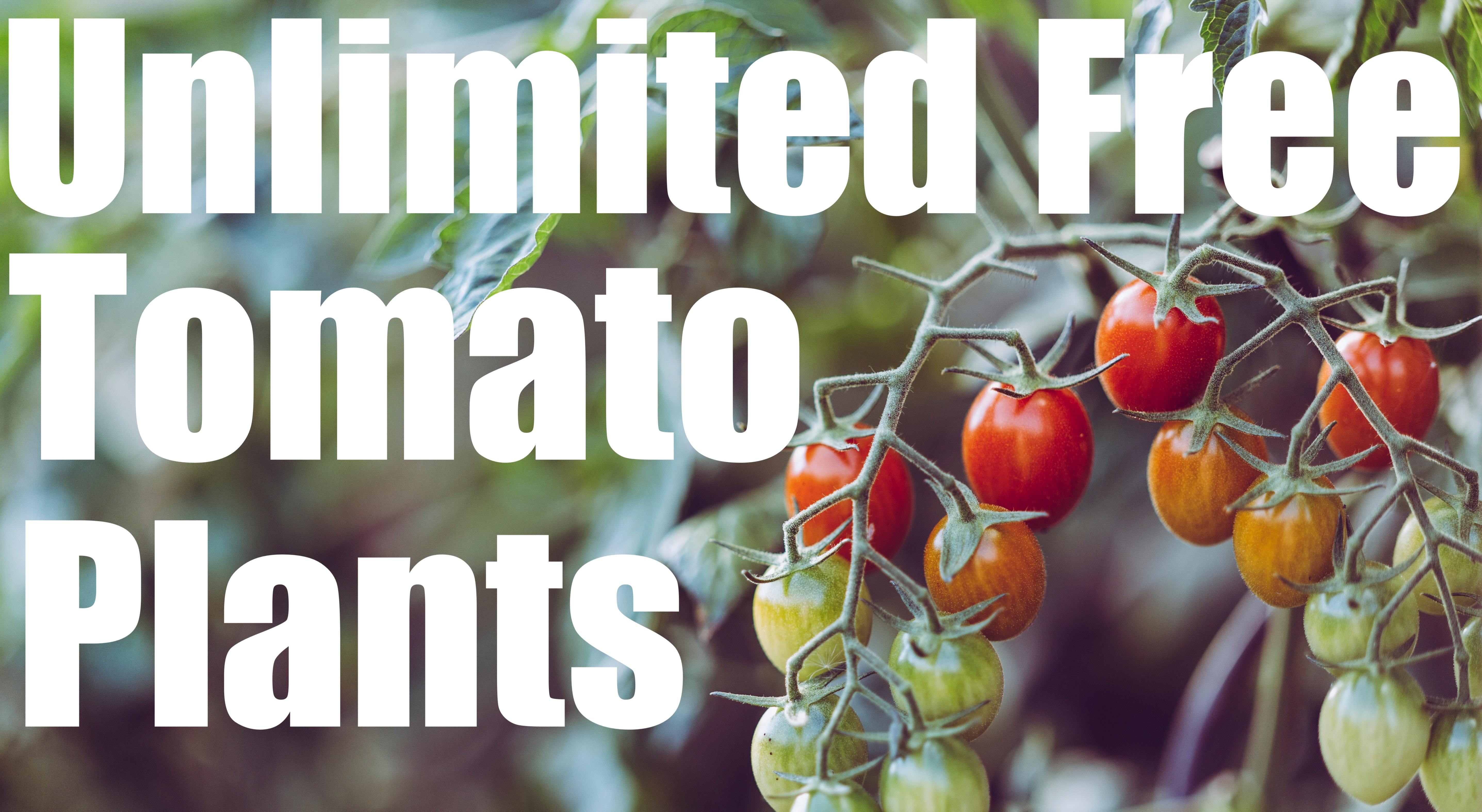 unlimitedfreetomatoes.jpg