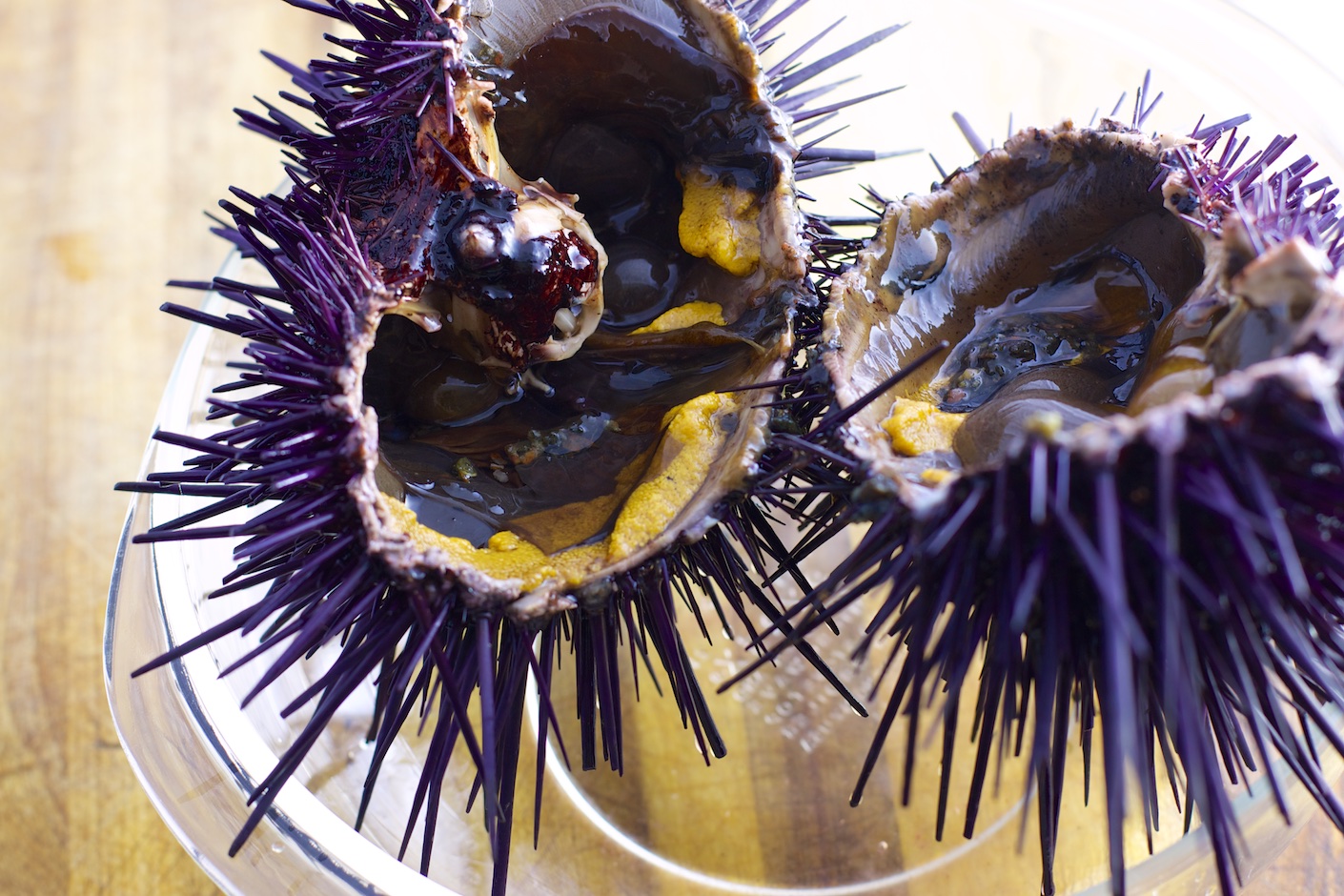 urchin halves in bowl instructable.jpg