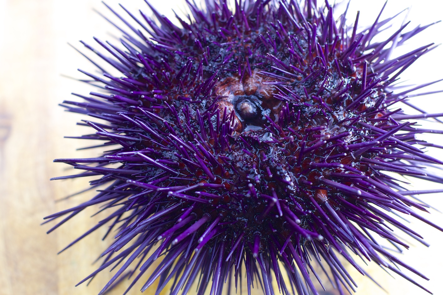 urchin mouth instructable.jpg