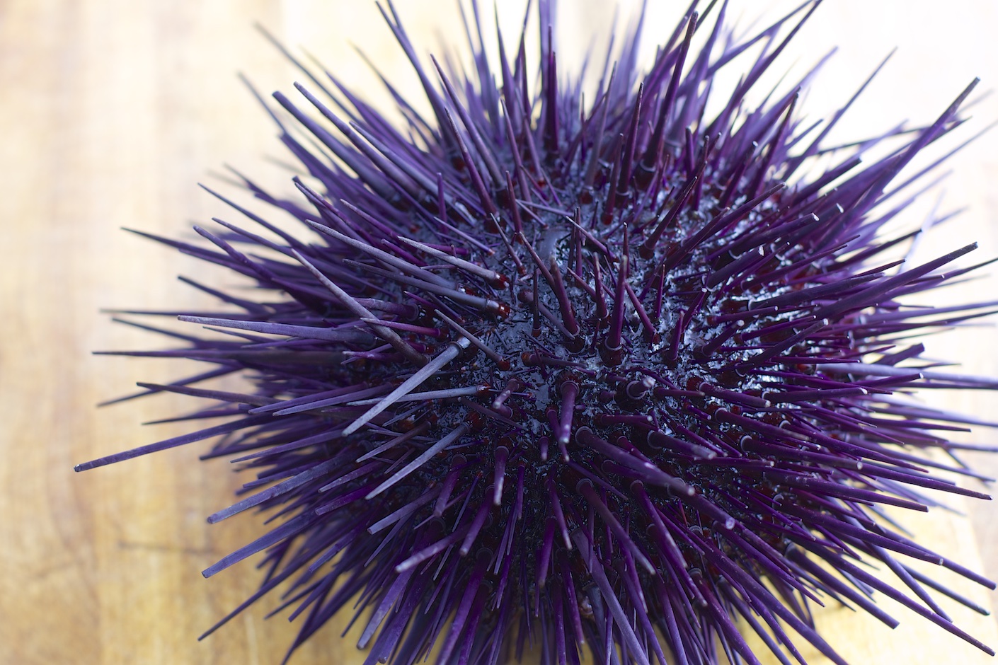 urchin top instructable.jpg