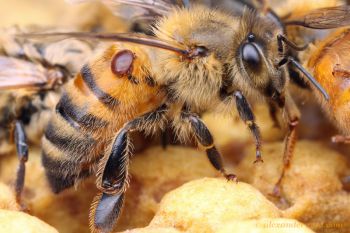 varroa mite.jpg