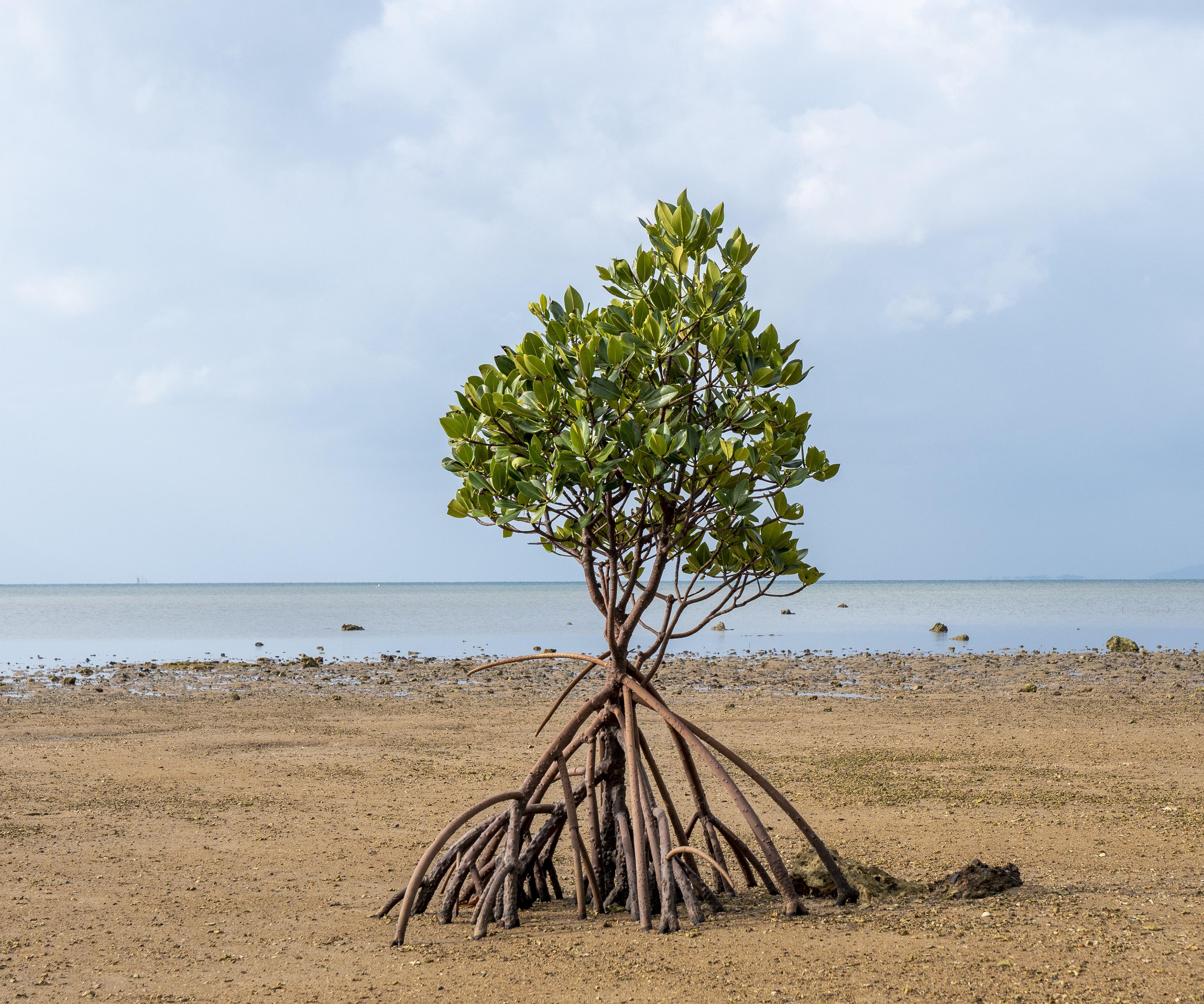 vecteezy_single-mangrove-tree-on-the-beach-in-ishigaki-island-japan_6972798.jpg
