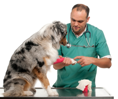 vet-cutting-bandage-off-dog.jpg