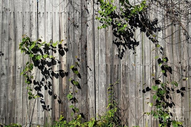 vines on wood fence.JPG