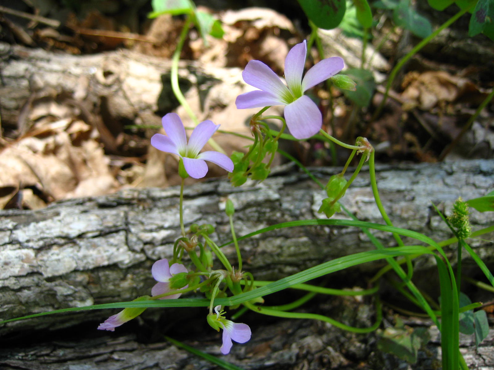 violet wood sorrel 