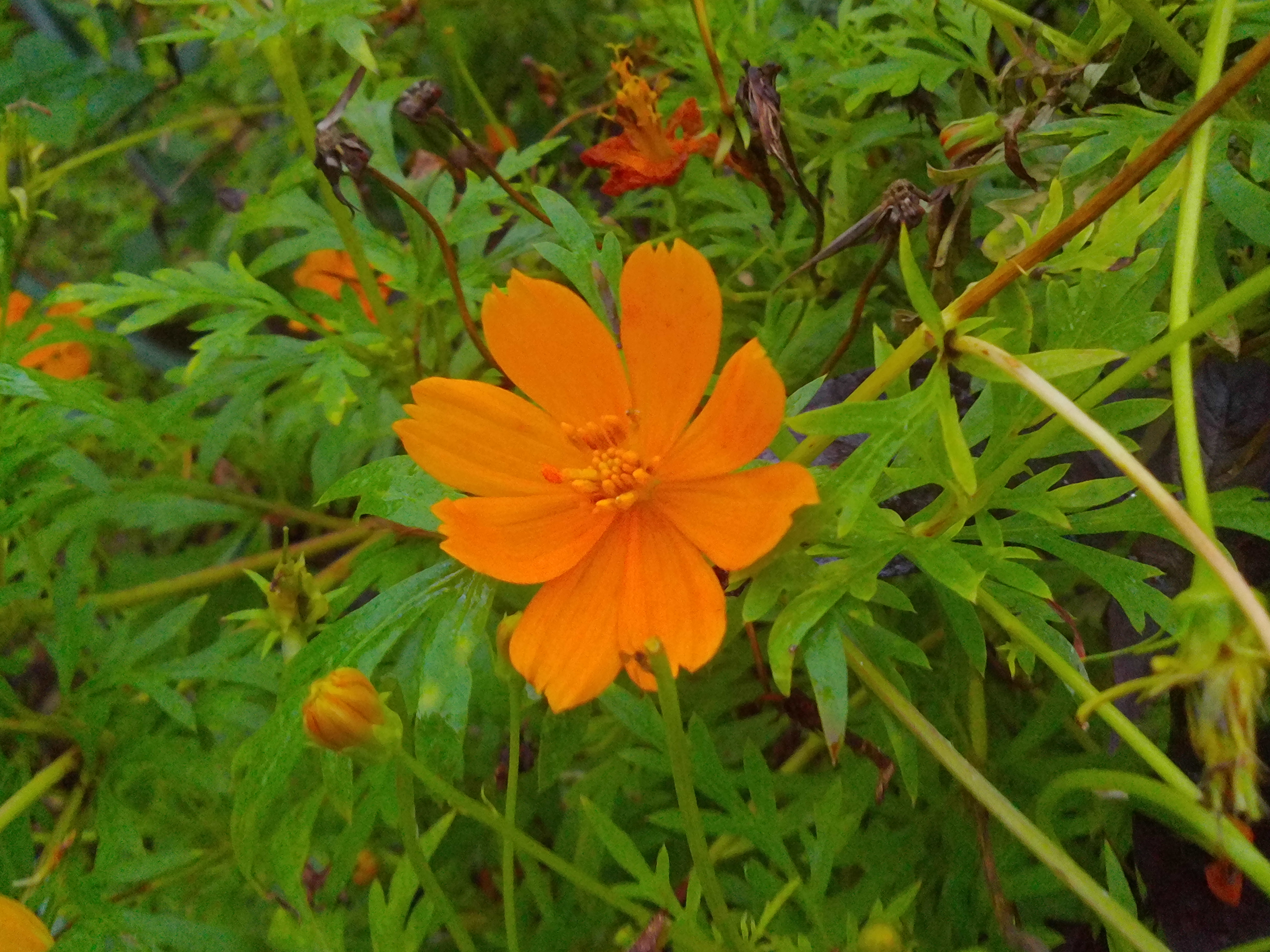 vivid orange flower (2).JPG