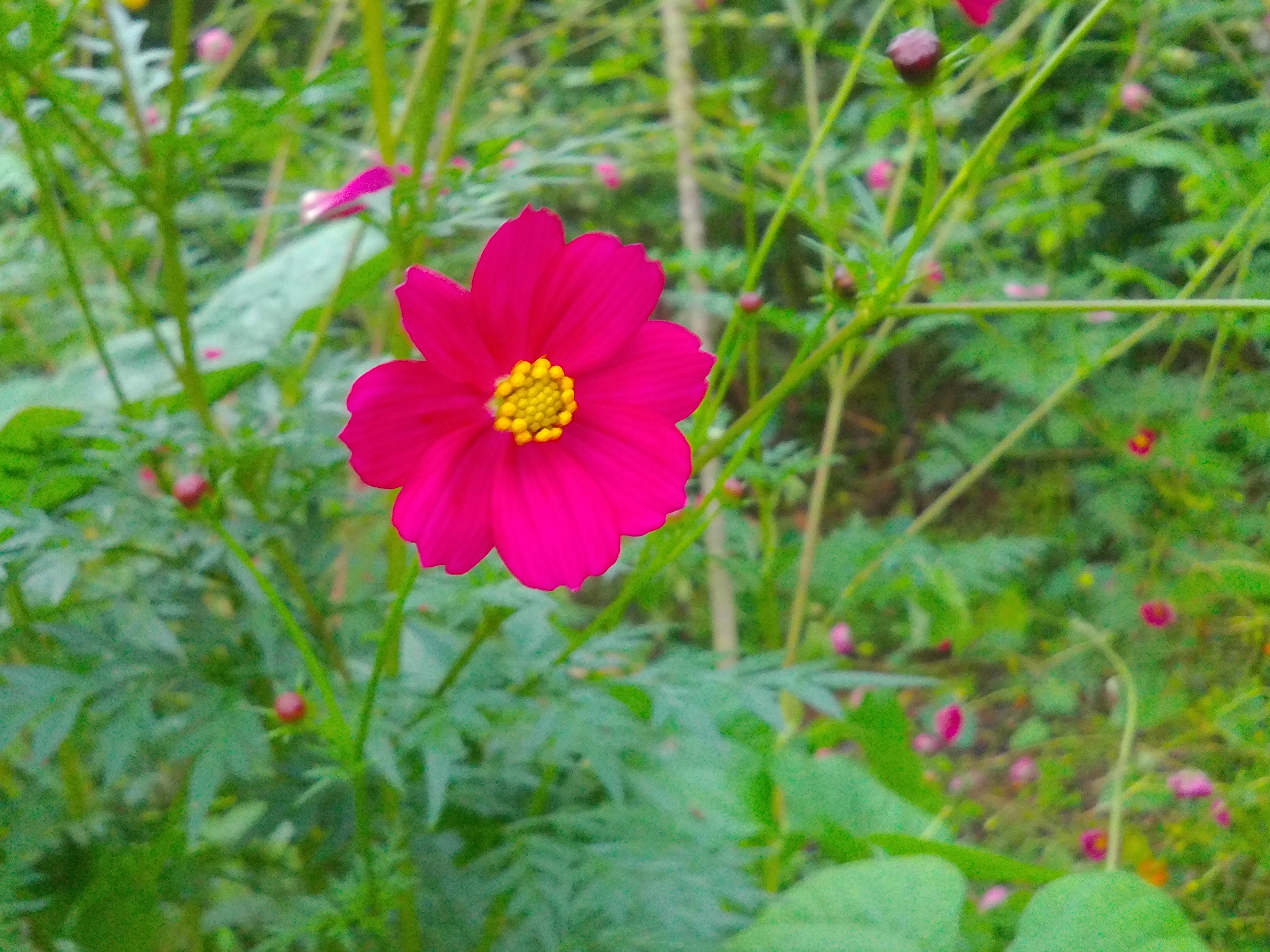 vivid pink flower.JPG