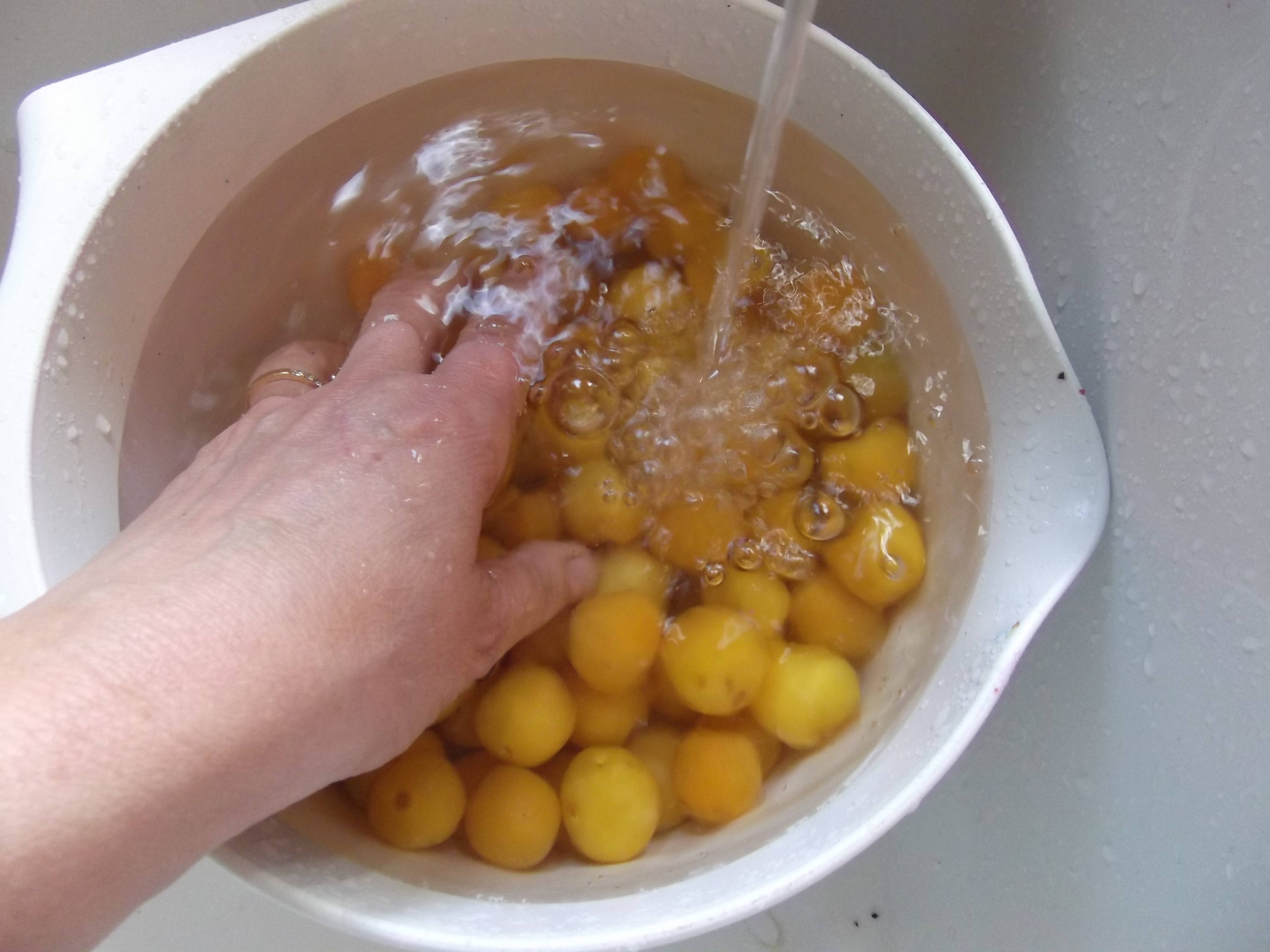 washing the plums.JPG