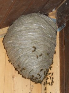 wasp-nest-2-225x300.jpg