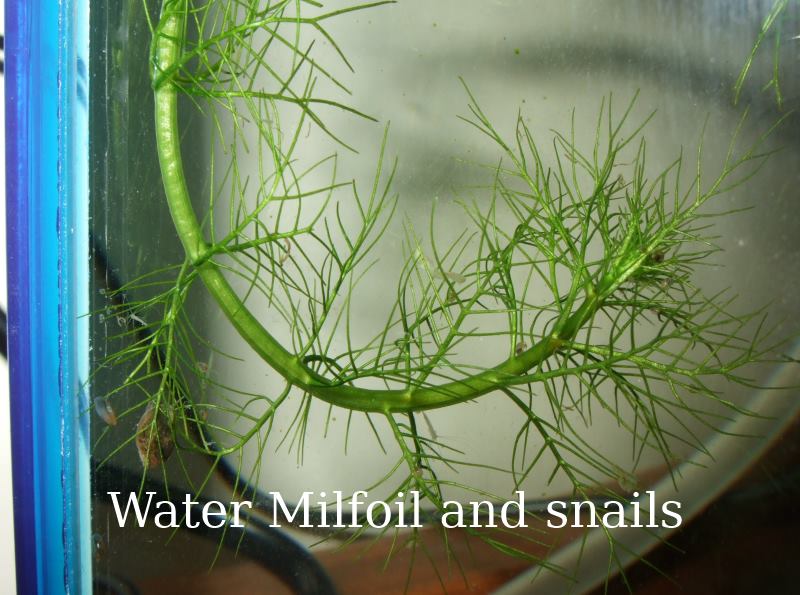 water milfoil.jpg