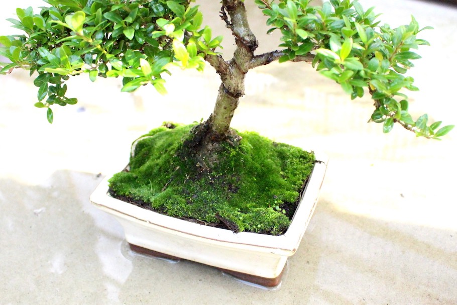 watering-04-watered-bonsai.jpeg